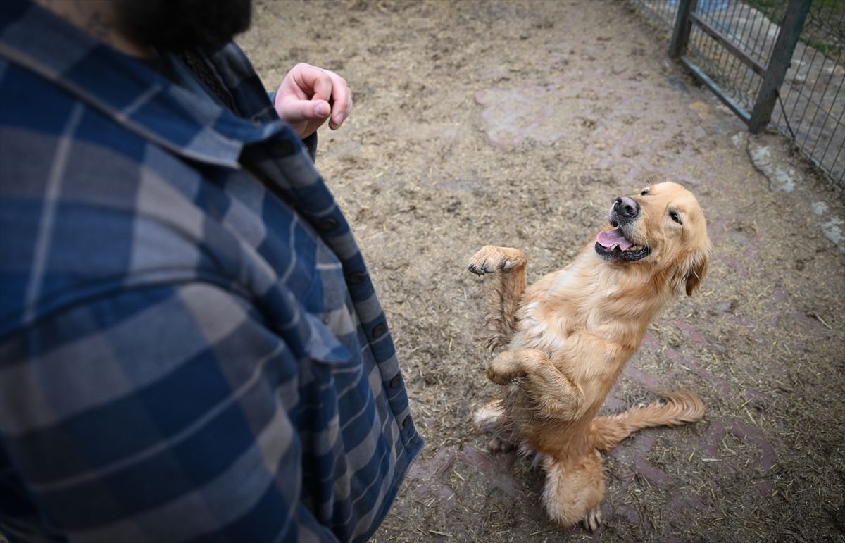 Sahipsiz köpekler eğitim ve rehabilitasyon süreciyle yeni hayatlarına hazırlanıyor