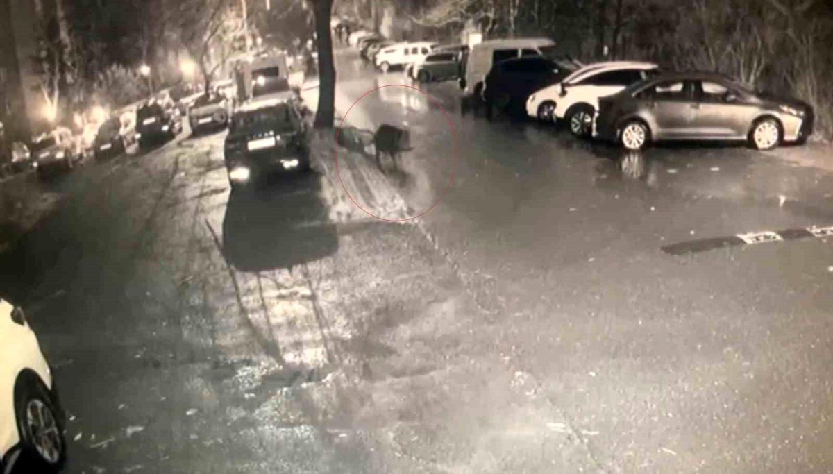 Sarıyer'de aç kalan domuzlar hastane yakınına kadar geldi