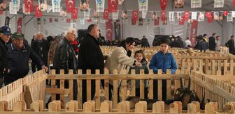 Tekirdağ'da 'Küçükbaş Hayvancılık Festivali' yoğun katılımla devam ediyor
