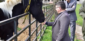 Türkiye'nin ilk tüp tayı 'Balat' 2 yaşına girdi