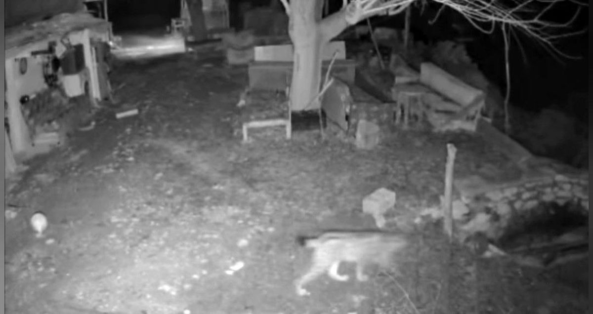 Elazığ'da evin etrafında yiyecek arayan vaşak kamerada