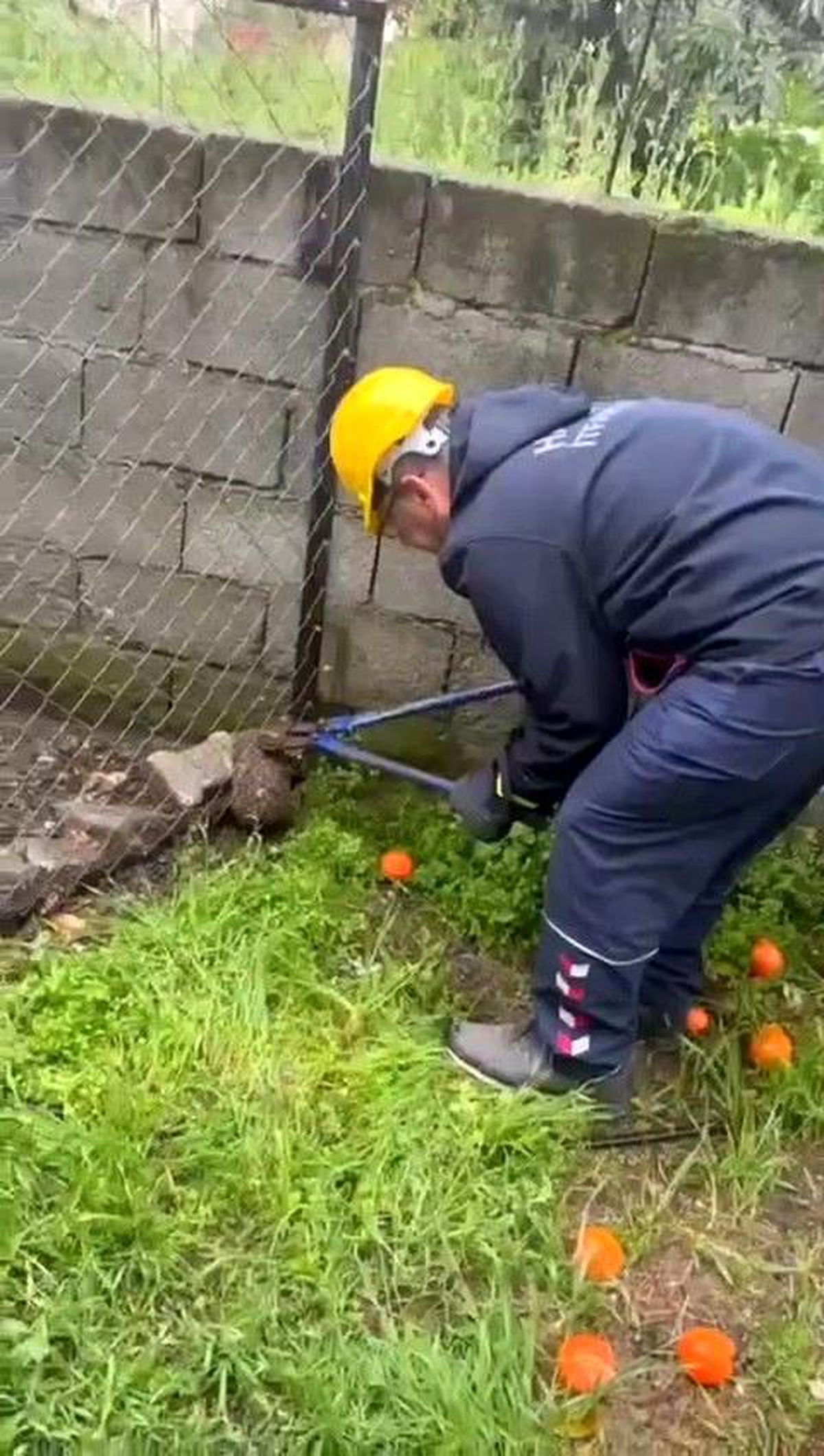 Tel örgüye sıkışıp, mahsur kalan kirpi kurtarıldı