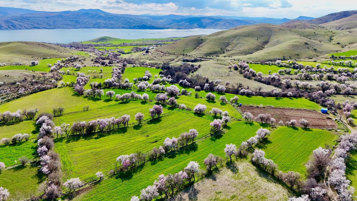 Tunceli Pertek'te Badem Ağaçları Çiçek Açtı