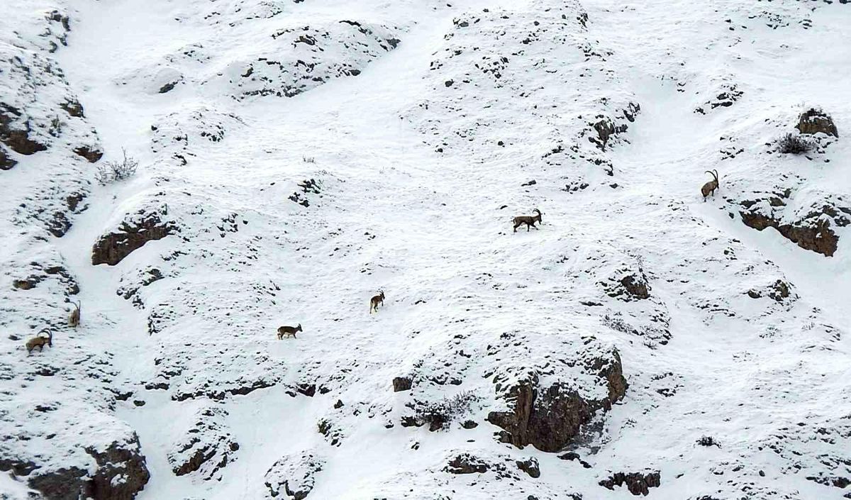 Dağ keçileri Munzur Dağlarına renk katıyor