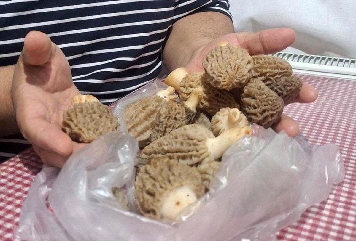 Doğanın 'Et lezzeti' Kuzugöbeği sofralarda