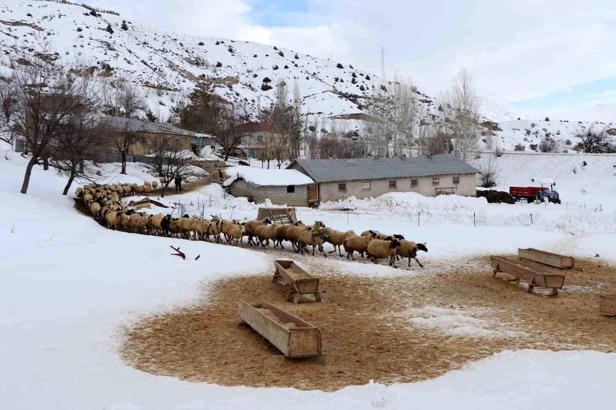Erzincan'da küçükbaş hayvancılığa destek projesi için başvurular başladı