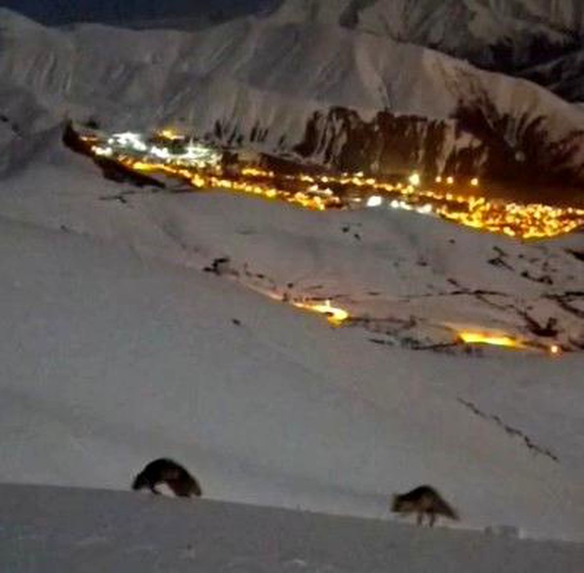Hakkari'de masalsı şehir görüntüsü eşliğinde tilkilerin oyunu