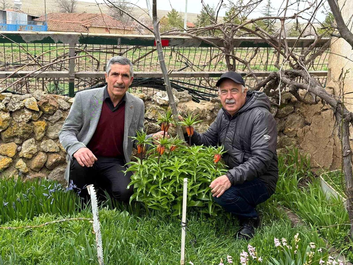 Bu laleleri gözleri gibi koruyorlar