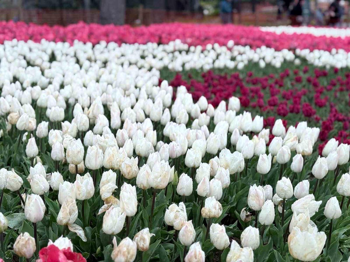 Emirgan Korusu'nda lale festivali başladı