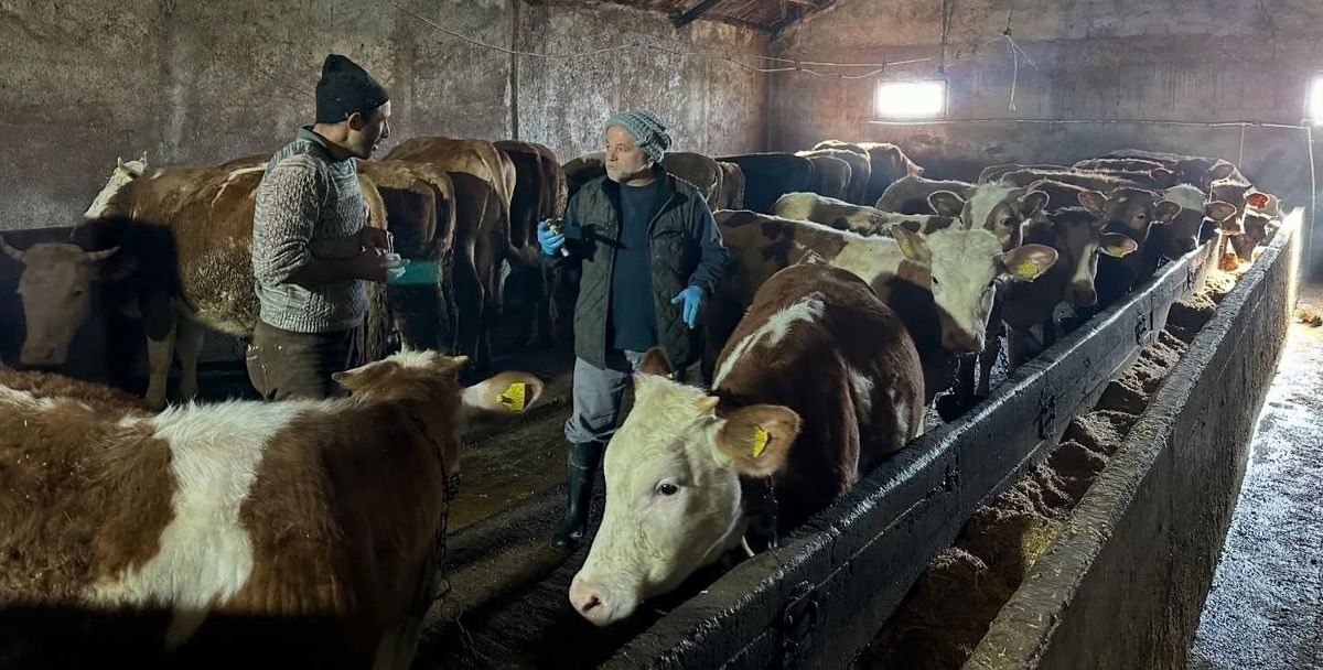 Aydıntepe'nin 23 köyünde ve 4 mahallesinde şap aşılama kampanyası tamamlandı