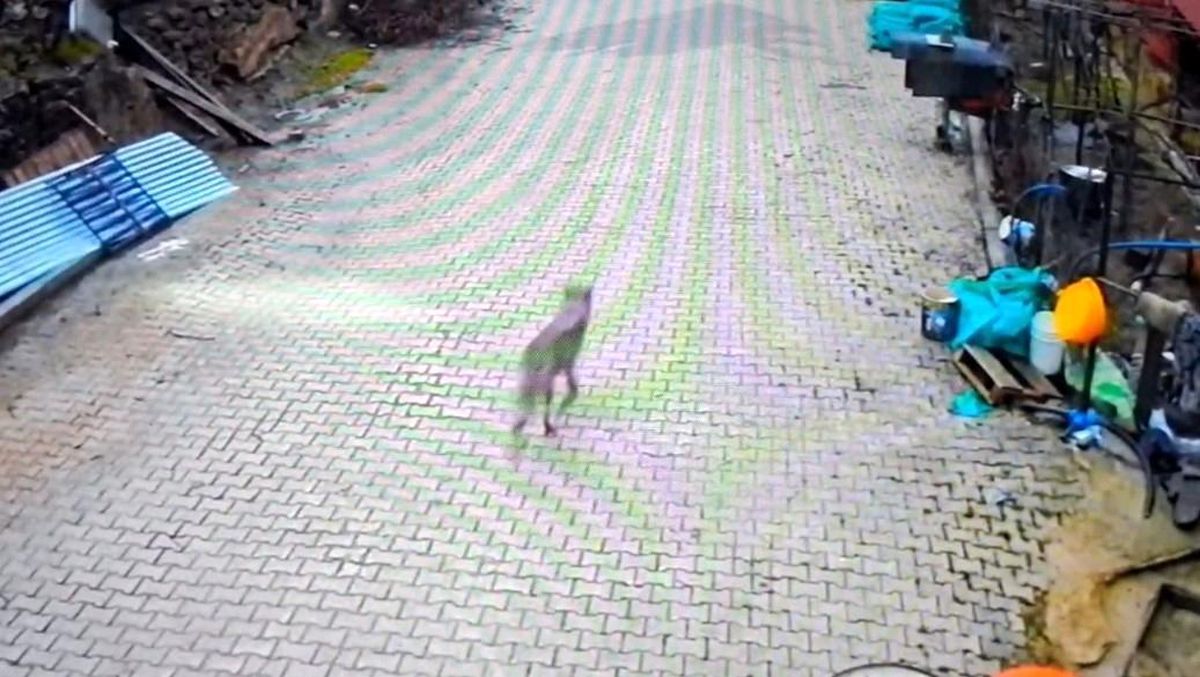Feke'de yerleşim alanına inen kurt görüntülendi