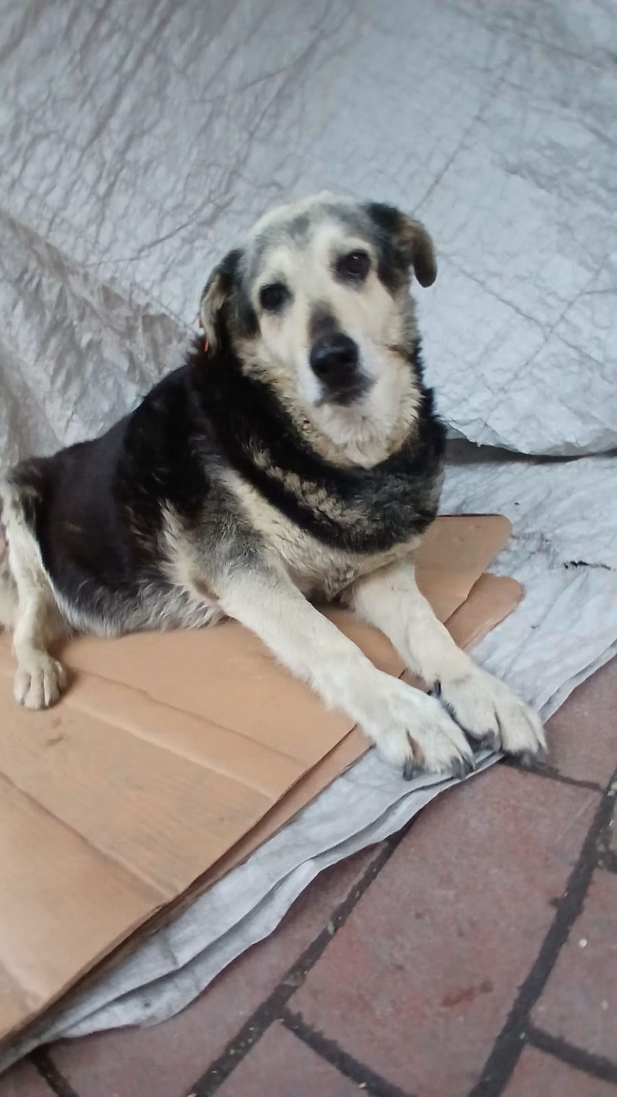 Kadıköy'de Kargo Çalışanı Araçla Köpeği Ezdi