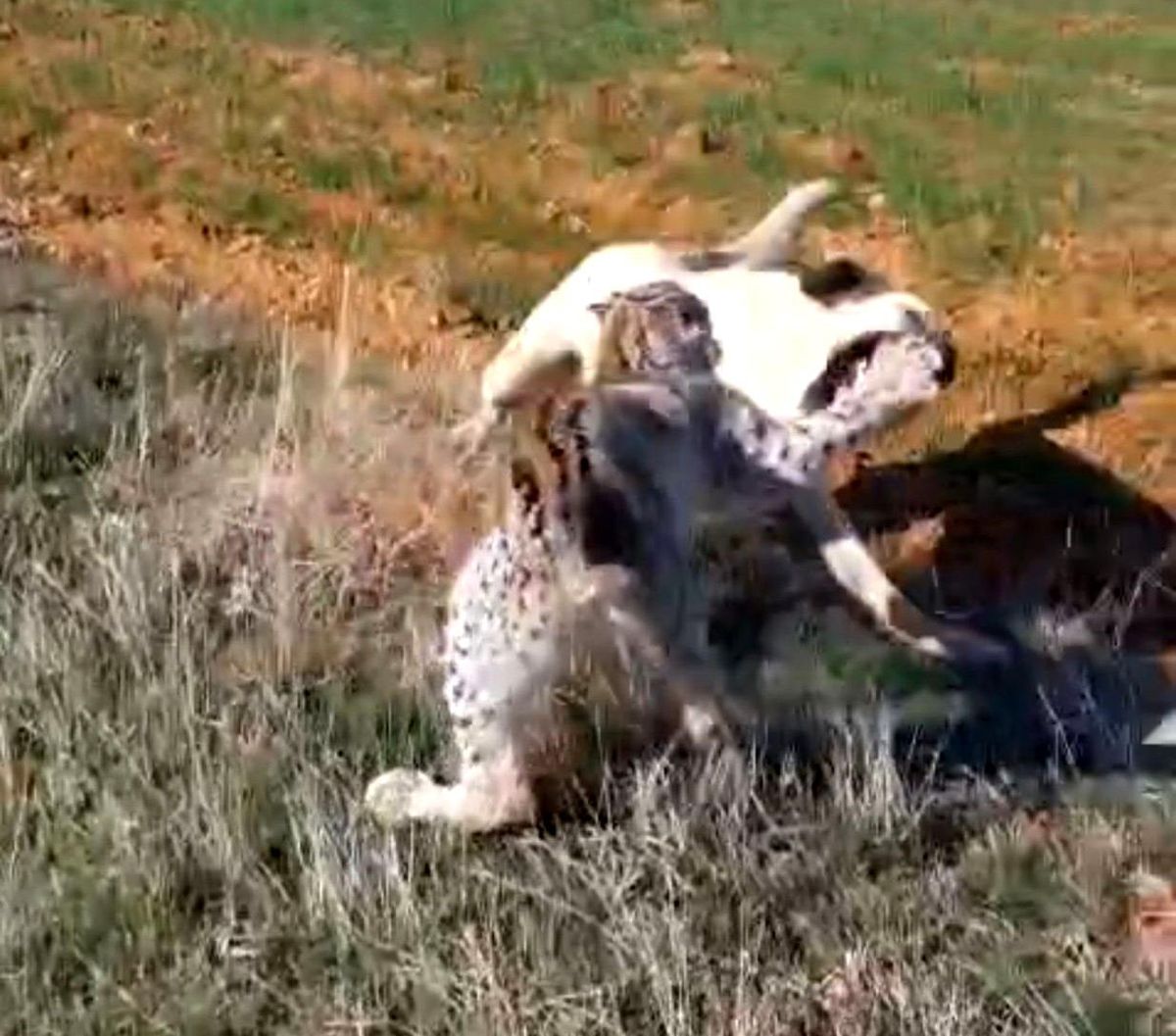 Malatya'da vaşak-köpek kavgası kamerada