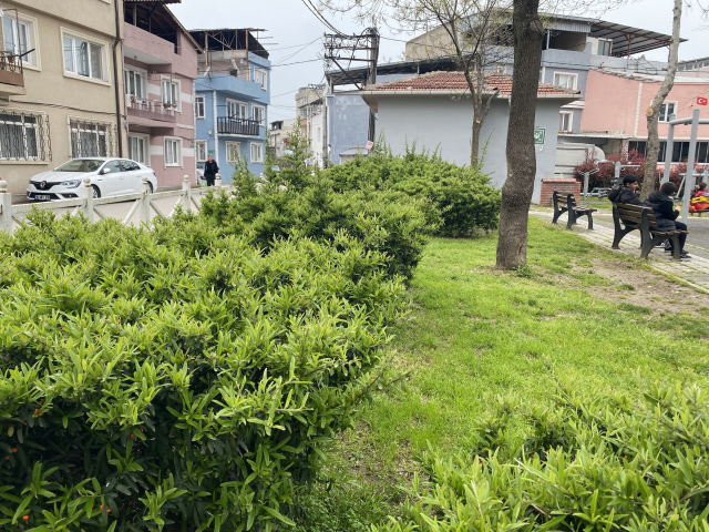 parktan topladiklari bitki az 19718550 9984 1 m