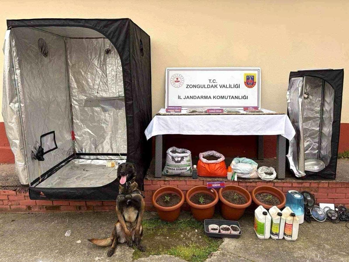 Zonguldak'ta jandarmanın uyuşturucu operasyonunda 2 şüpheli tutuklandı