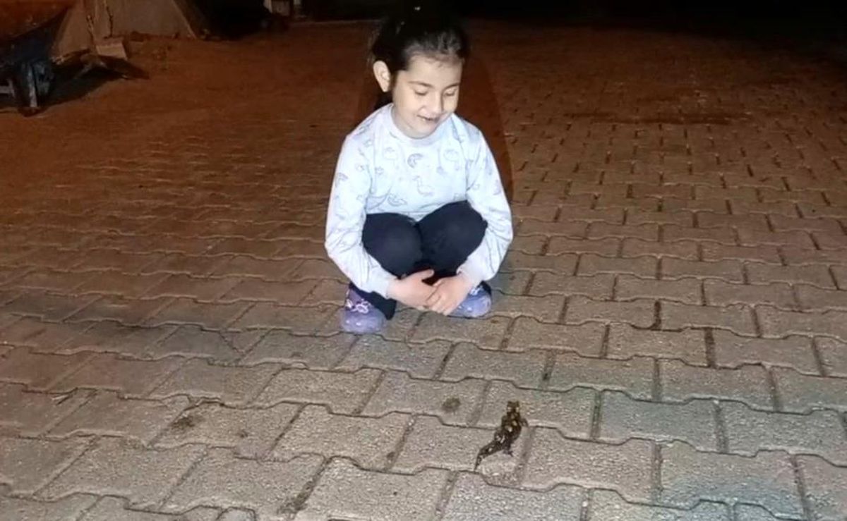 Adana'da 'semender' görüldü
