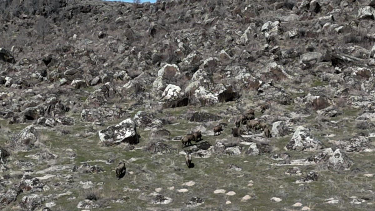 Adilcevaz'da domuzlar çiftçileri bezdirdi
