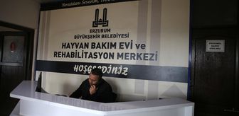 '112 ihbar sistemi' Erzurum'da son 2 yılda sahipsiz köpeklerle mücadeleye hız kazandırdı