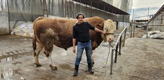 Ağrı'da 1 ton 190 kiloluk kurbanlık boğa alıcısını bekliyor