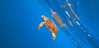 Alanya'da misinaya dolanan caretta carettayı milli sporcu kurtardı