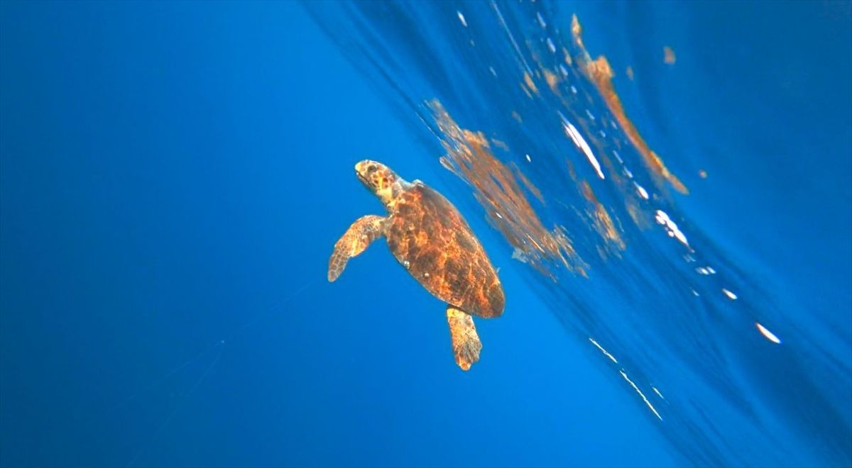 Alanya'da misinaya dolanan caretta carettayı milli sporcu kurtardı