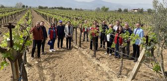 Alaşehir'de kontrollü ve kalıntısız bağcılık projesi başlatıldı