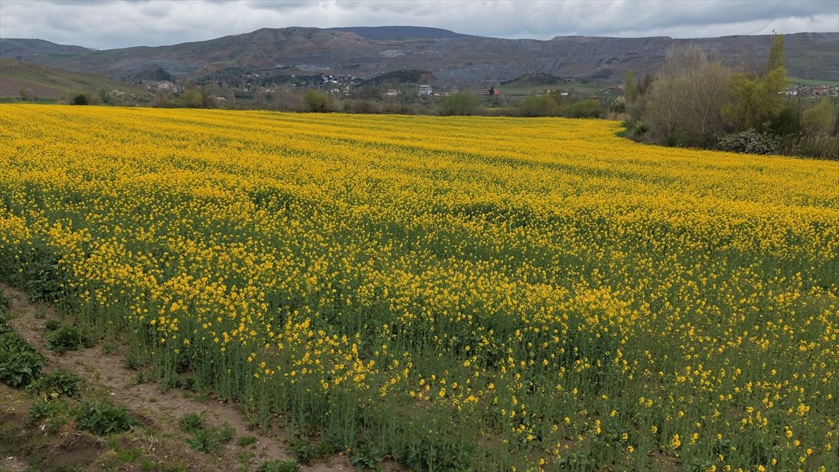 Amasya'da çiçek açan kanola tarlaları sarıya boyadı