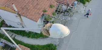 Amasya'da kuş yuvası bozulmasın diye sokak lambası değiştirilmedi