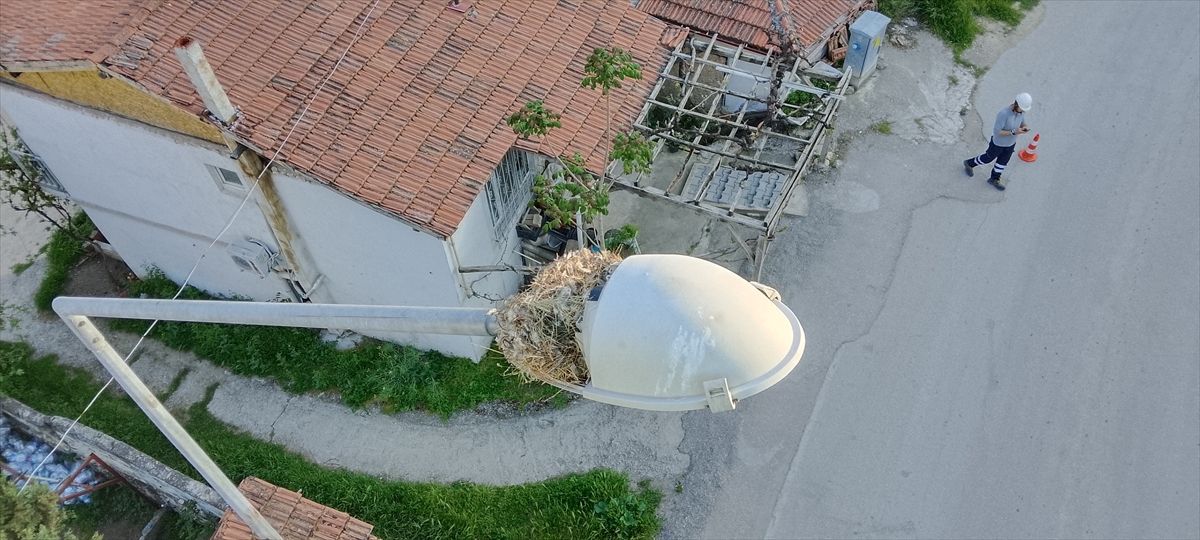 Amasya'da kuş yuvası bozulmasın diye sokak lambası değiştirilmedi