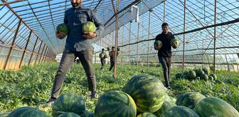 Antalya'da seralarda yetiştirilen sezonun ilk karpuzları hasat ediliyor