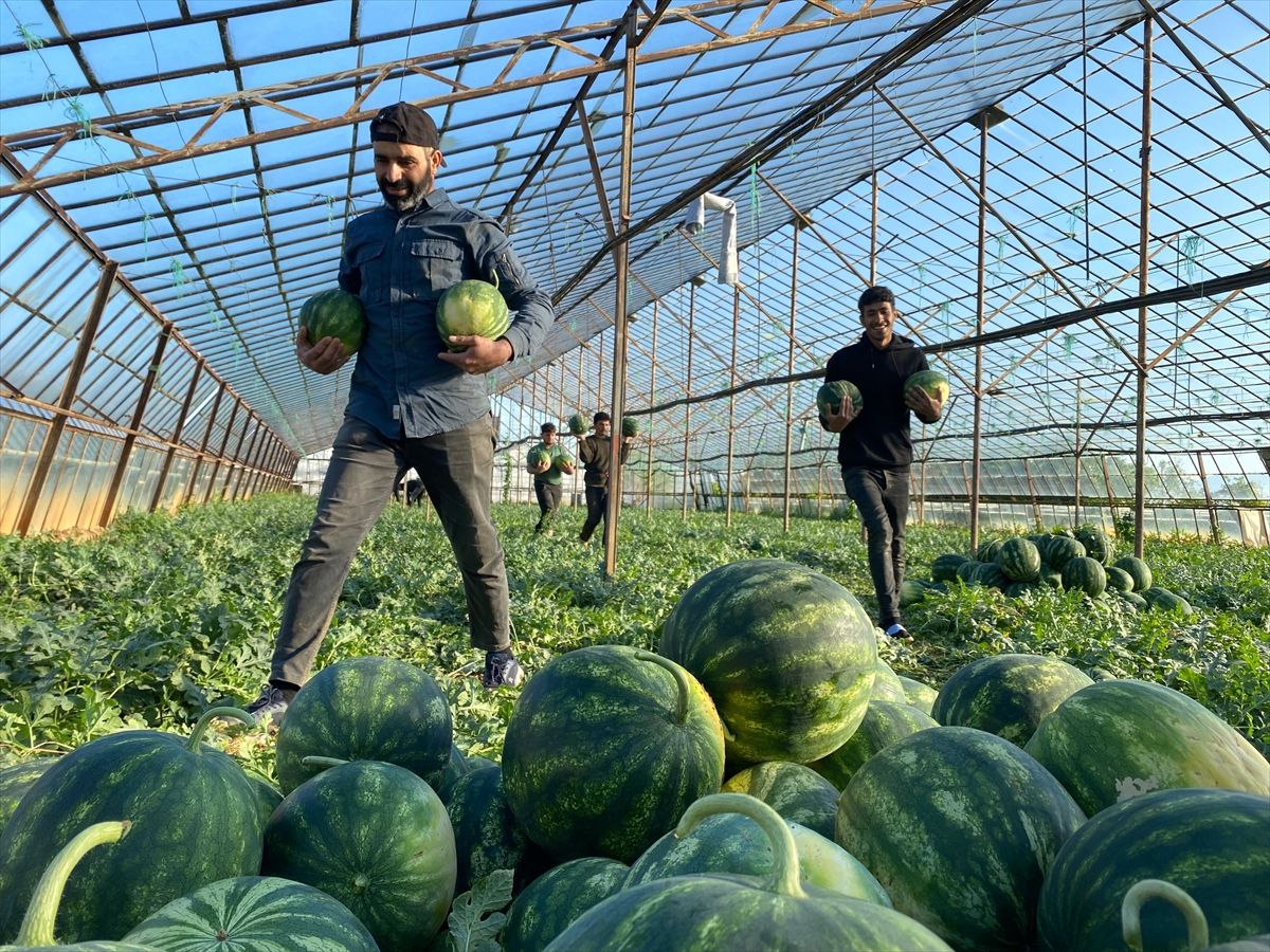Antalya'da seralarda yetiştirilen sezonun ilk karpuzları hasat ediliyor