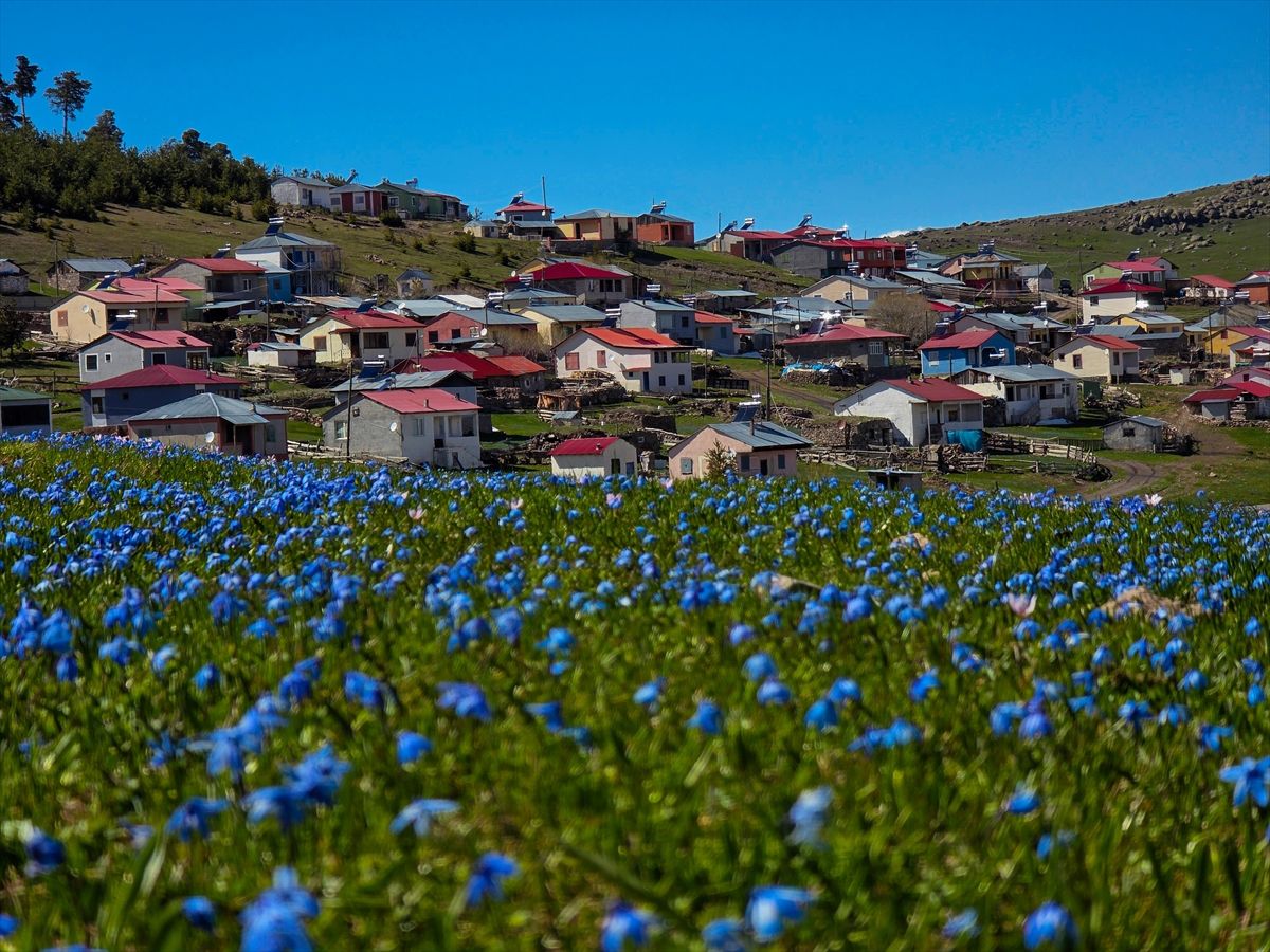 Ardahan'ın yaylaları baharla canlanmaya başladı