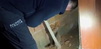 Balıkesir'de iki duvarın arasına sıkışan kedi yavrusu kurtarıldı