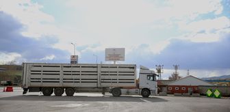 Batı illerine gönderilen kurbanlıklar Erzurum'da sıkı kontrolden geçiriliyor