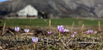 Bayburt'ta 'baharın habercisi' çiğdemler doğaya renk kattı