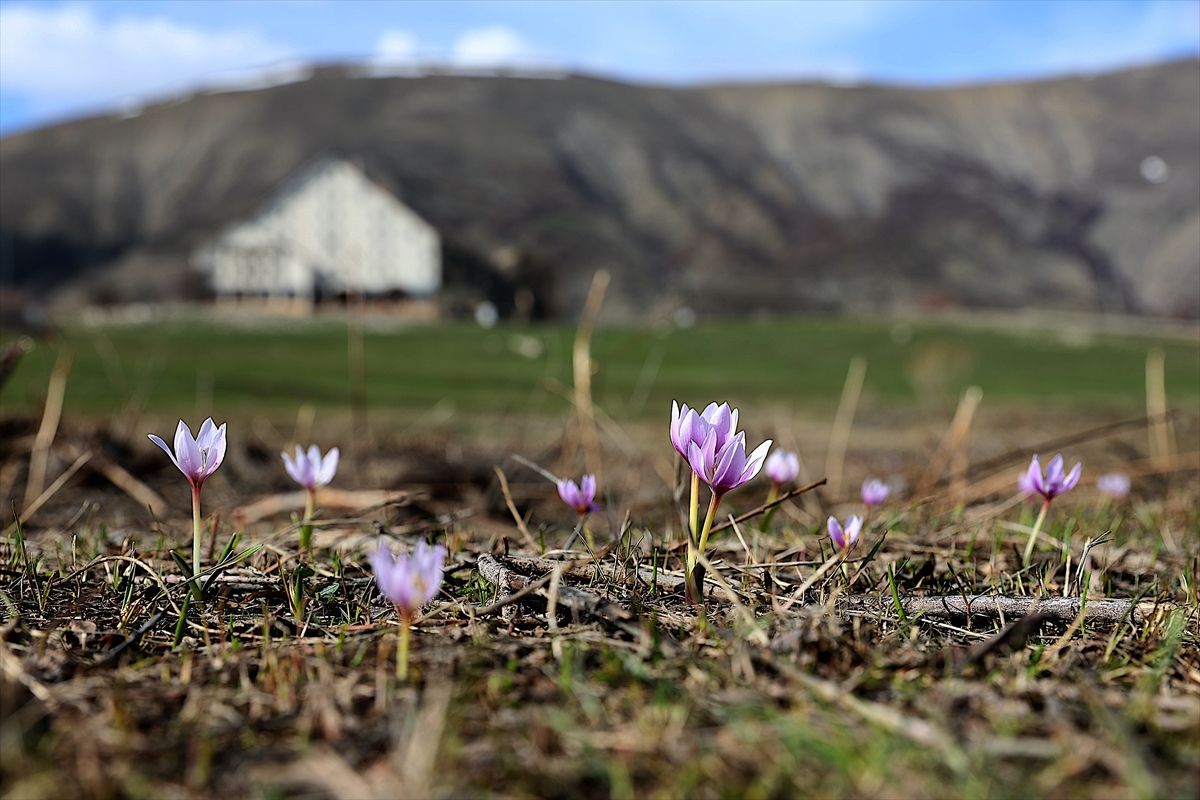 Bayburt'ta "baharın habercisi" çiğdemler doğaya renk kattı