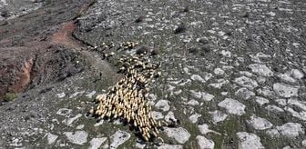 Belediyenin 4 bin 300 küçükbaş hayvan dağıtımıyla başlayan proje 'büyük sürülere' dönüştü