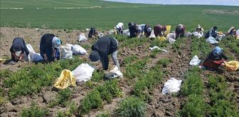 Beypazarı'nda havuç hasadı sürüyor