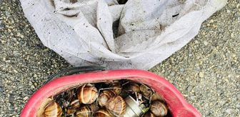 Bolu'nun izinsiz toplanan 16 kilogram salyangoz doğaya bırakıldı