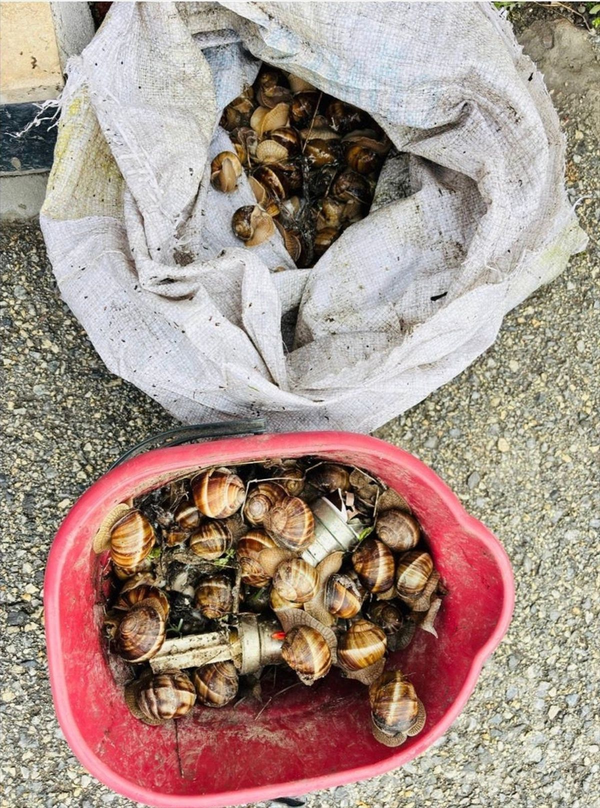 Bolu'nun izinsiz toplanan 16 kilogram salyangoz doğaya bırakıldı