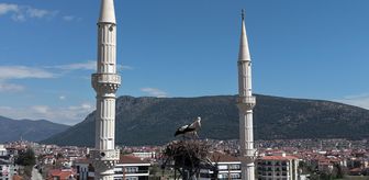 Burdur'da leylekler 30 yıldır aynı elektrik direğine yuva yapıyor
