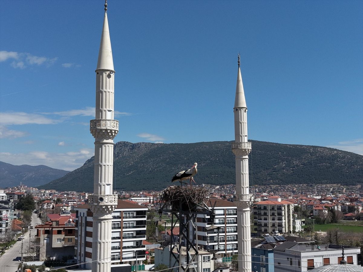 Burdur'da leylekler 30 yıldır aynı elektrik direğine yuva yapıyor