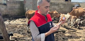 Cizre'de küpe ve aşılama çalışması sürüyor