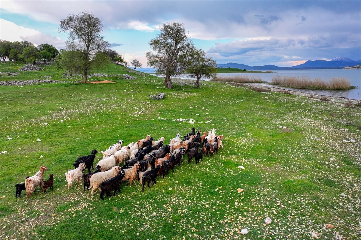 Çobansız sürünün otu adadan, suyu gölden