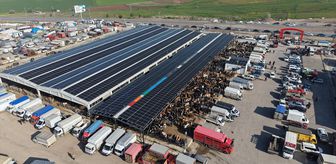 Çubuk'taki canlı hayvan pazarında kurban hareketliliği sürüyor