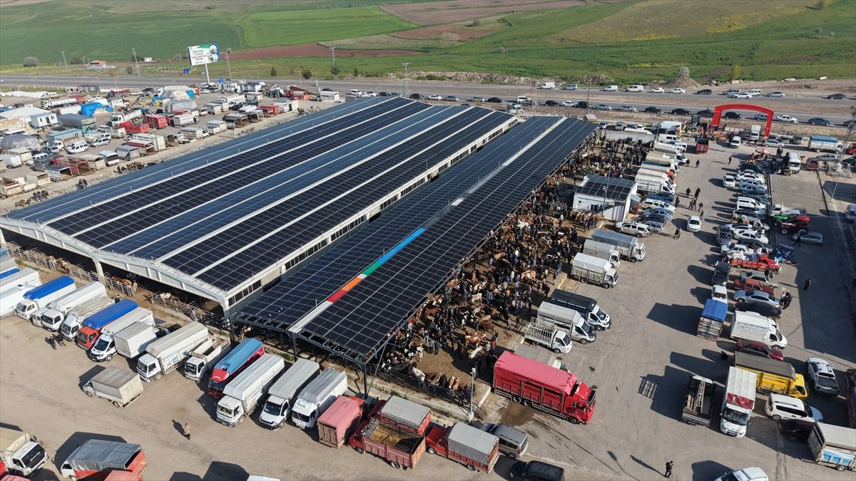 Çubuk'taki canlı hayvan pazarında kurban hareketliliği sürüyor