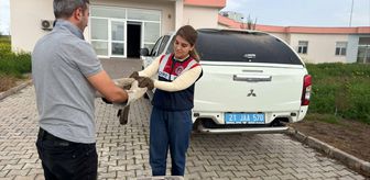 Diyarbakır'da yaralı bulunan şahin tedavi altına alındı
