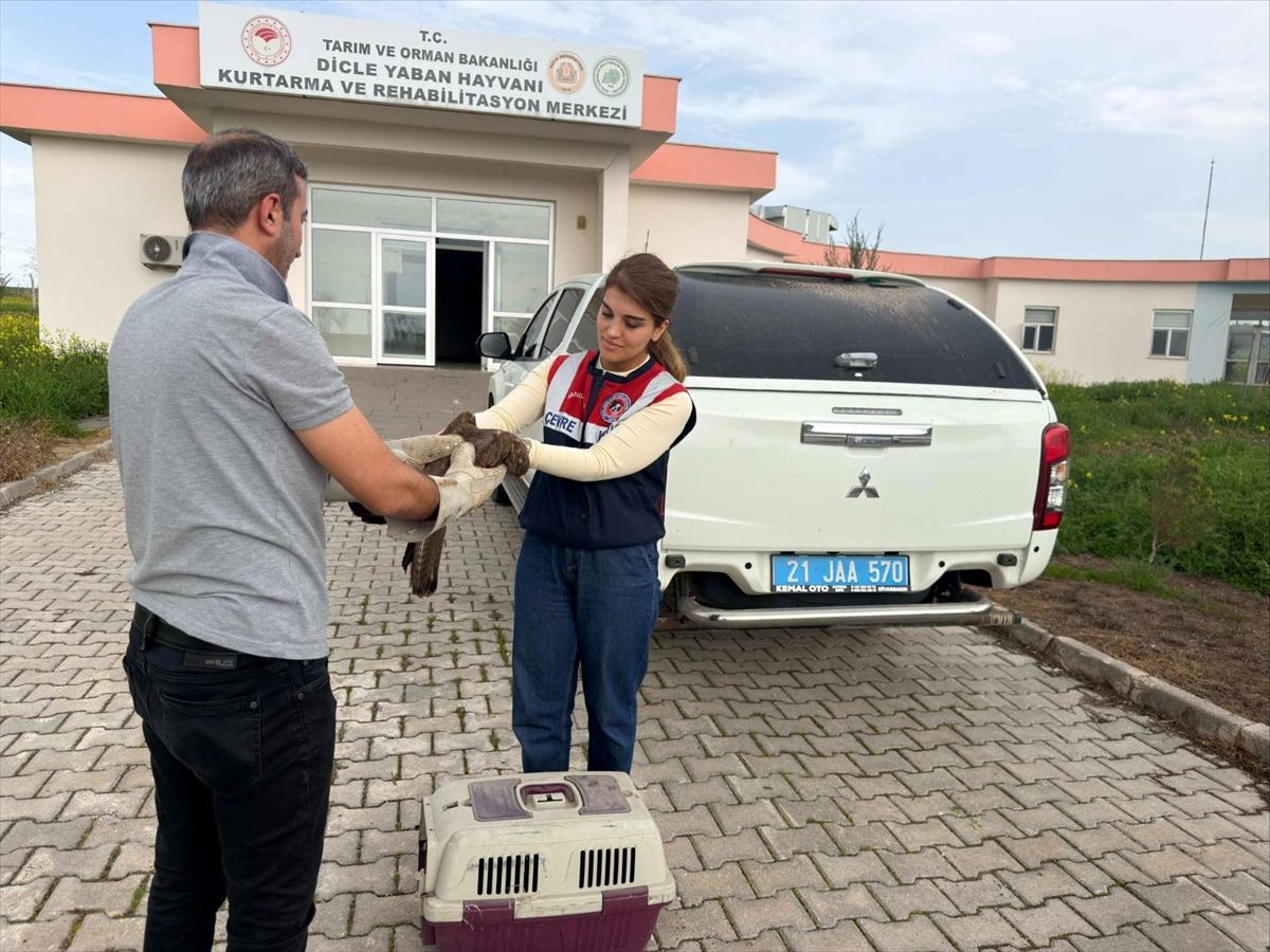 Diyarbakır'da yaralı bulunan şahin tedavi altına alındı