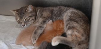 Düzce'de kalp masajıyla hayata döndürülen kedi yavrularına 'süt anne' bulundu