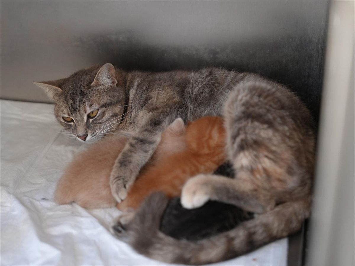 Düzce'de kalp masajıyla hayata döndürülen kedi yavrularına 'süt anne' bulundu